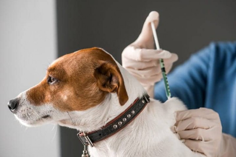 Foto: Reprodução/Internet - Dia D de Vacinação Antirrábica para cães e gatos em Itabela acontece neste sábado (13)